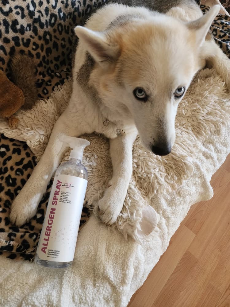 Husky posing with Allergy Defender Allergen Spray