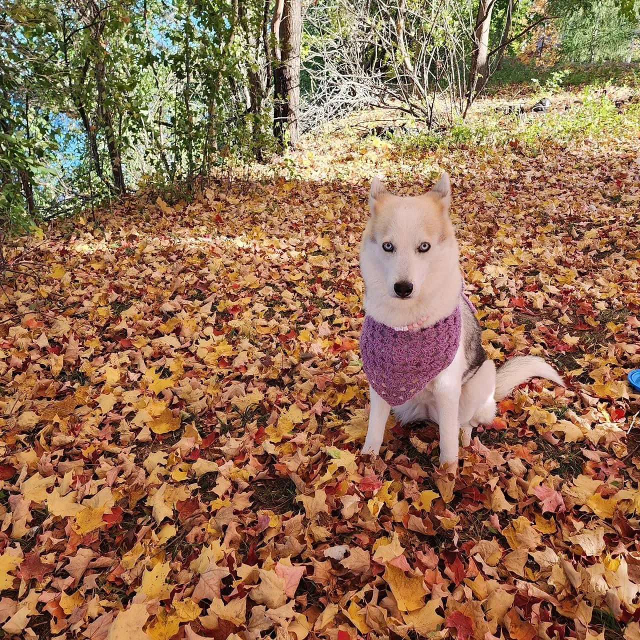 Handmade pet bandana