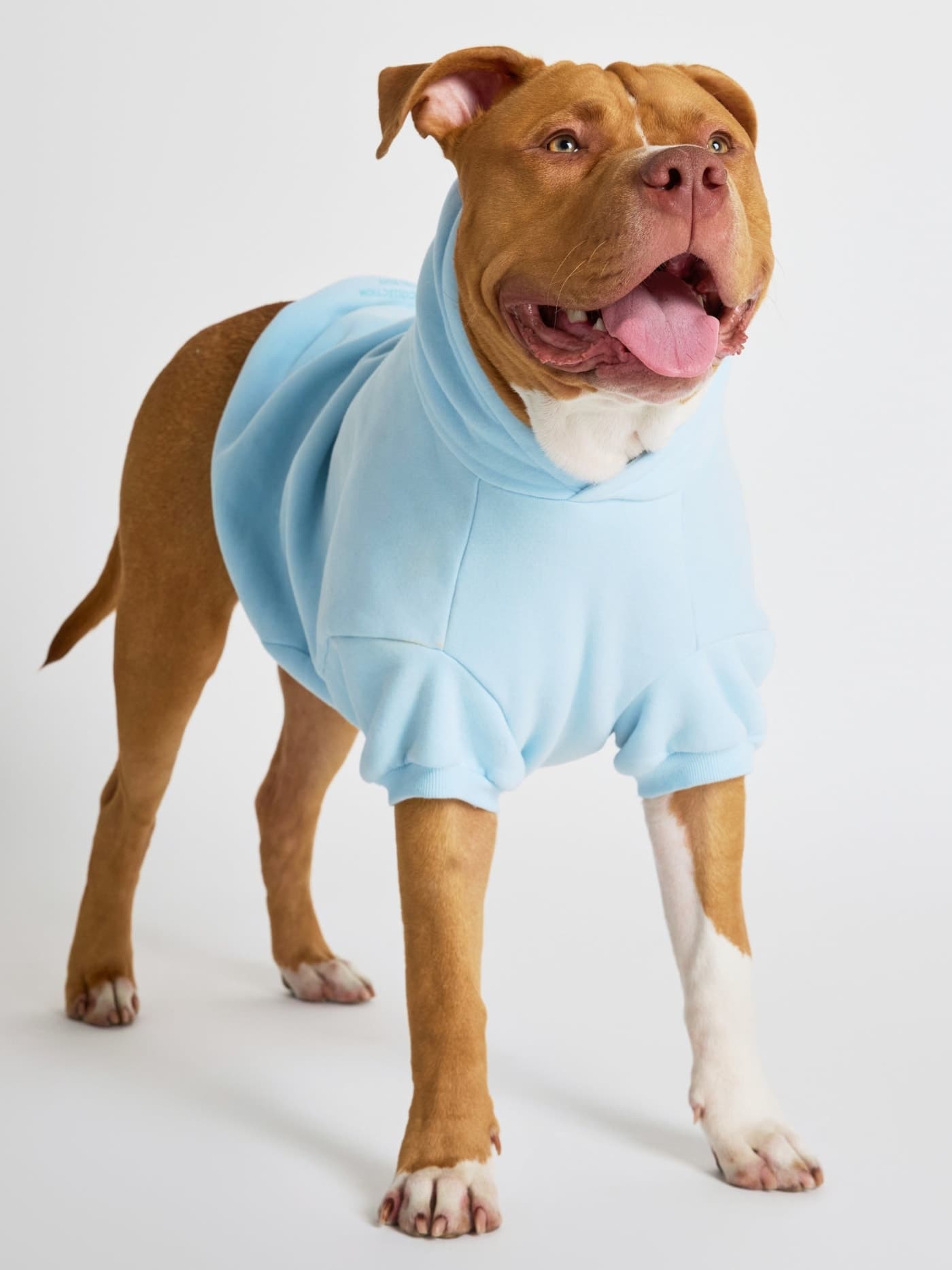 Dog in a Comfrt baby-blue Pastel Paw Hoodie