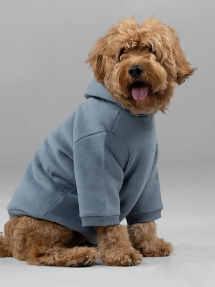 Dog wearing a Comfrt sky-blue hoodie