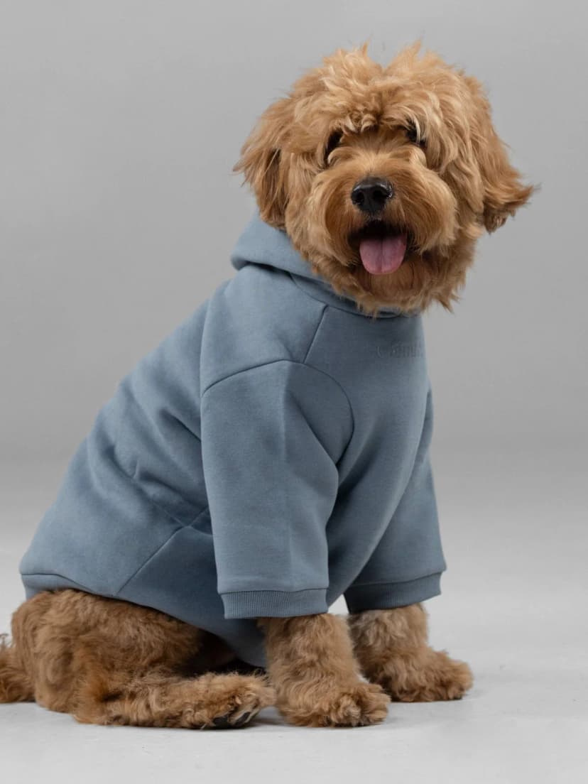Dog wearing a Comfrt sky-blue hoodie
