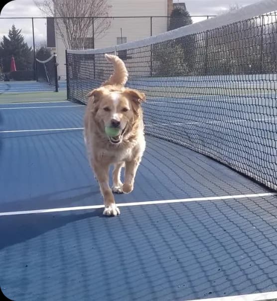 A happy dog at Dog Stop of Mundelein