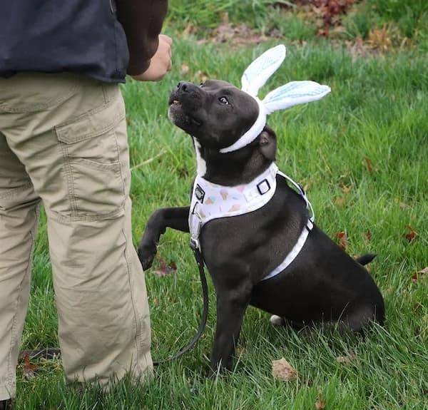 A happy dog at Dog Stop of Mundelein