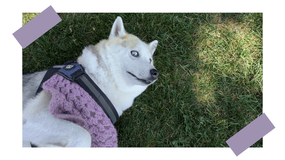 Happy dogs representing pet connections