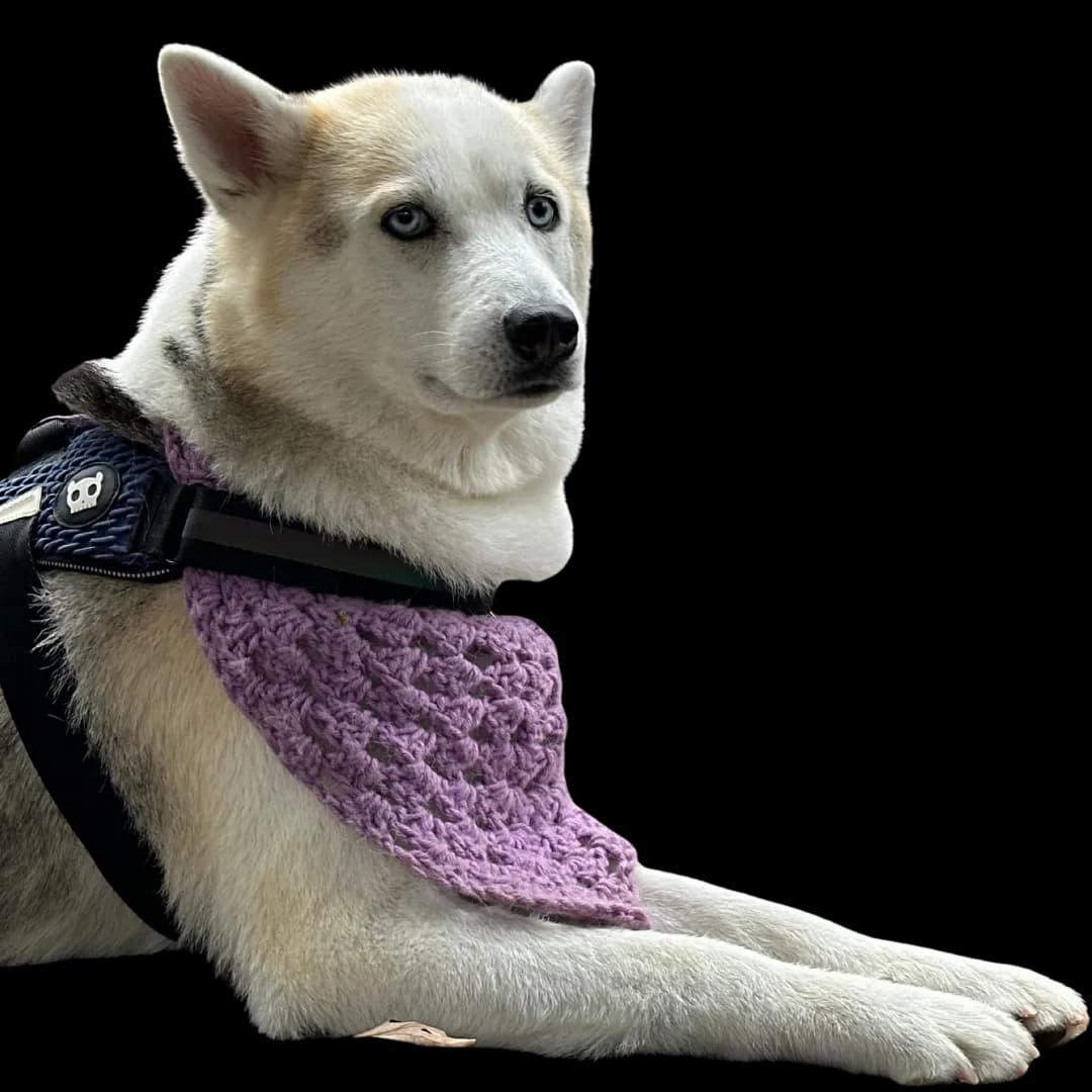 Pet Greeting Video
