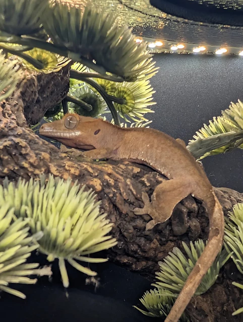 Red patternless crested gecko resting on a branch among plants