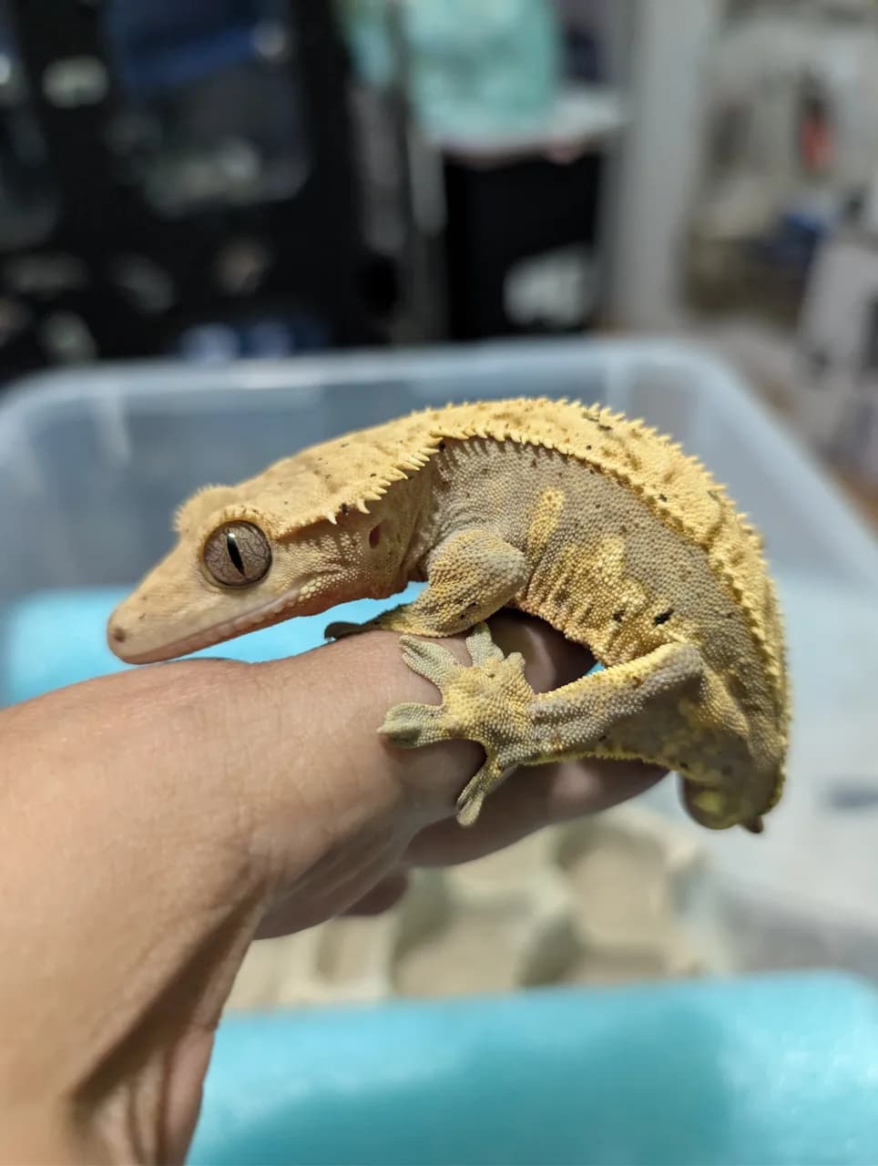 Yellow harlequin dalmatian crested gecko perched on a keeper's hand